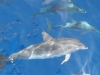 Delfin z Atlantyku